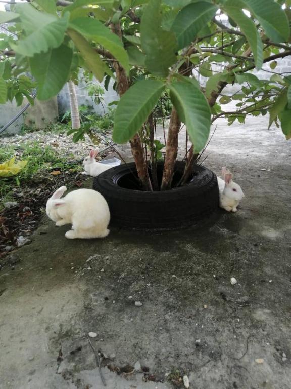 Zanzibar Rabbit Houses By Swahili Smile Luxury Gæstehus Kendwa